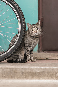 灰色小猫坐在自行车轮后门的入口上看着摄像机灰色小猫看棕的虎斑在室内图片