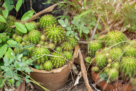 花园中的仙人掌植物木头春天群图片