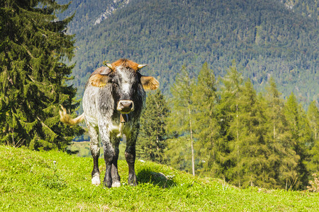 欧洲阿尔卑斯山的绿草地上奶牛哺乳动物草原牧场图片
