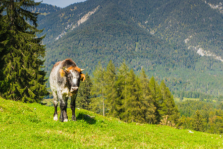 天空春欧洲阿尔卑斯山的绿草地上奶牛蓝色图片