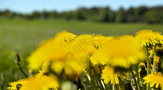 蒲公英温暖的蓝天下草原上黄色花朵阳光明媚的天空下黄色花朵森林图片