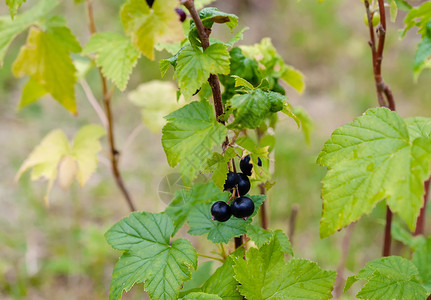 园艺黑草丛花里有熟的黑莓子草丛布希和浆果食物水图片