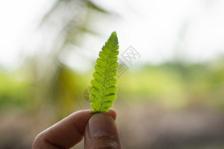 花园丰富多彩的握着绿色自然背景叶的手植物学图片