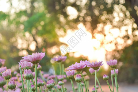 花园田里有粉红菊花阳光闪耀着火和温暖的浓香布基背景明亮的夏天图片