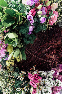 色彩多的花朵背景图像植物学雏菊泰国图片
