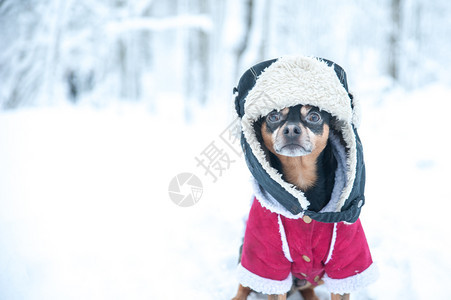 假期犬类季节冬主题寒冷狗衣圣诞节新年狗冬季服饰的狗文字空间Winter图片