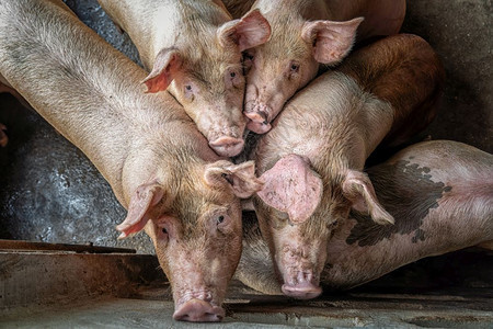 稳定的曼谷健康猪养殖场业的幼粉色的高清图片素材