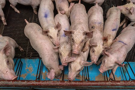 兽医猪养殖场业的幼农场总肮脏的高清图片素材