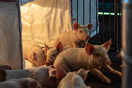 保护的家畜猪养殖场业的幼亚洲人工作高清图片素材