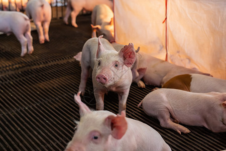 猪养殖场业的幼配种曼谷杂交谷仓高清图片素材