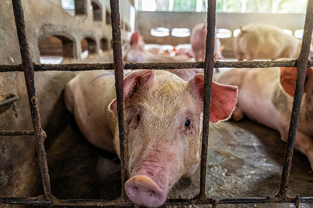 食物健康室内的猪养殖场业的幼工作高清图片素材