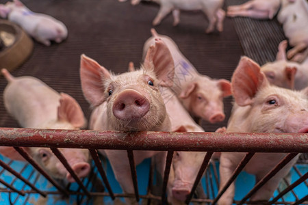 亚洲人商业猪养殖场的幼团体仔猪高清图片素材