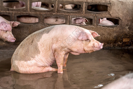 工人农场作猪养殖业的幼小猪高清图片素材