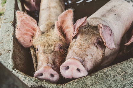 家畜团体猪养殖场业的幼行亚洲高清图片素材