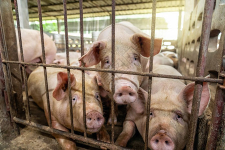 杂交种食物猪养殖场业的幼总很多的高清图片素材