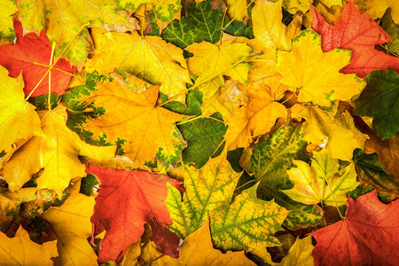 植物秋季多彩的叶子图片