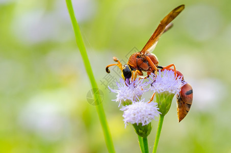 泥波特黄蜂或Eumeneslatreilli泰国食用花蜜的捕昆虫蓝色的绿图片