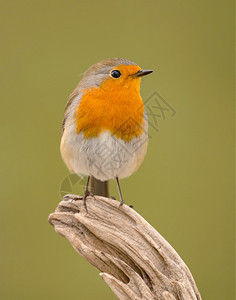 美丽的鸟儿自然界有漂亮的橙红色羽毛荒野生动物枝条图片