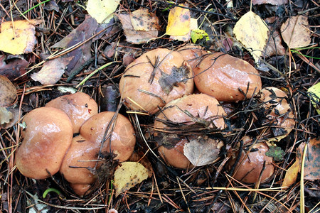 公园森林中苏利勒斯的美味蘑菇植物庄稼图片