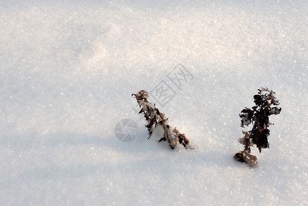 冬季雪地图片