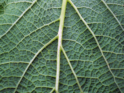 明亮的生物学美丽绿色和新鲜植物叶子的宏观照片图片