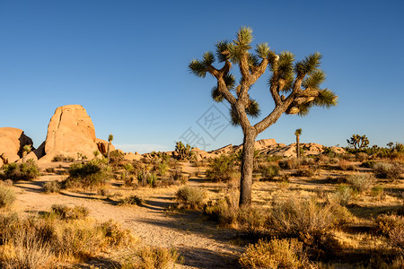 沙漠公园图片