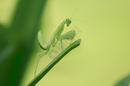 生物绿色脸Mantodea在绿叶上图片