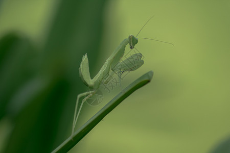 生物Mantodea在绿叶上动物天线图片