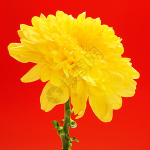 漂亮的盛开颜色红背景的黄菊花上闪亮秋红黄色菊花图片素材