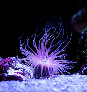 以紫蓝色和粉红有活力颜照亮的美丽海葵水下洋动物植闪亮的异国情调生动图片