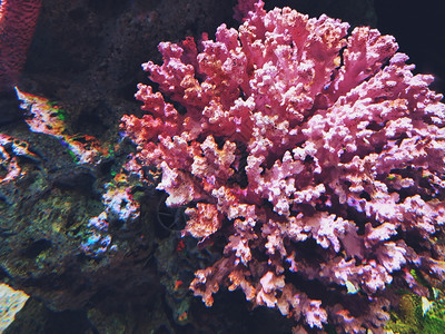 靠近美丽的海珊瑚殖民地水下中异国情调族馆礁图片