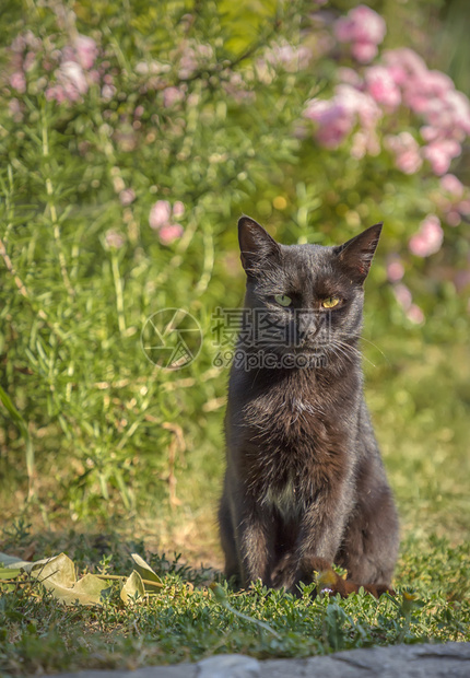 有不同眼睛的野黑猫绿色和黄眼睛的猫有趣蓬松奇怪图片