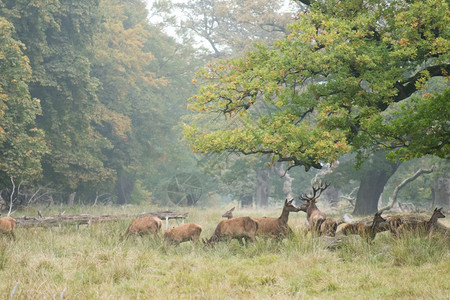 一只红鹿群秋天的Cervuselaphus与鹿和后遗树木落下发情图片