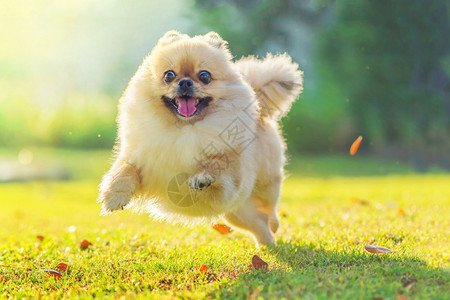 俏皮肖像博美犬可爱的小狗波美拉尼亚混合品种北京狗在草地上奔跑幸福快乐的小狗波美拉尼亚混合品种站在白色背景的狗儿图片