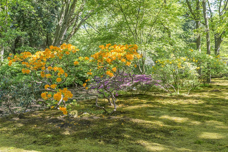 平静的荷兰Clingendael公园的美丽花这是一个公共开放式园拥有美丽的花卉和植物如杜鹃花和以及荷兰海牙的日本花园公Cling图片