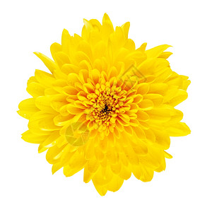 花的黄菊顶视图在白上孤立秋天单身的图片