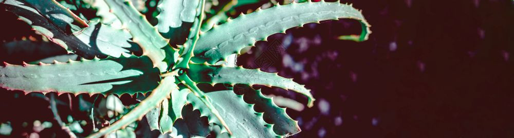 在阳光下关闭的苏幼体仙人掌植物部分天然热带背景宽长横幅叶子颜色自然图片