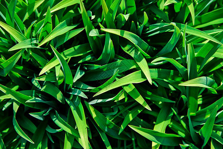 明亮的颜色一种热带绿叶作为完整框架的热带绿色树叶自然抽象背景图片