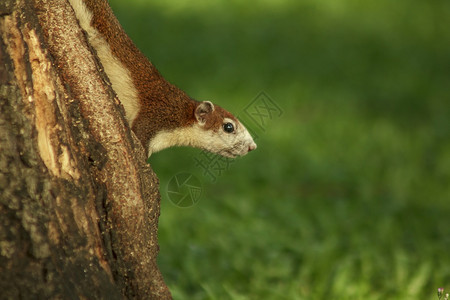 松鼠爬上树野生动物头发图片