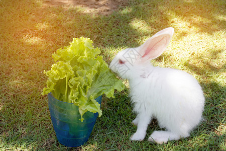 兔子吃蔬菜图片