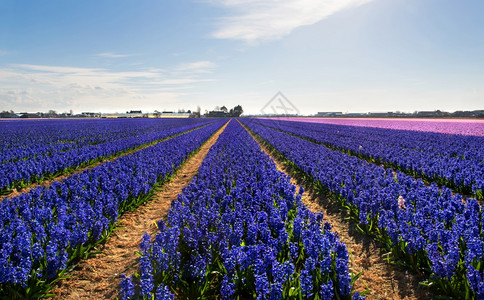美丽的荷兰语利斯镇附近Hyacinths的一个田野风信子图片