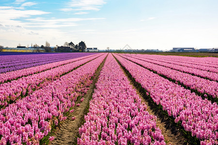 场地天令人惊叹的荷兰利斯镇附近Hyacinths的一个田野图片