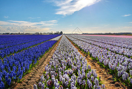 蓝色的农场字段荷兰利斯镇附近Hyacinths的一个田野图片