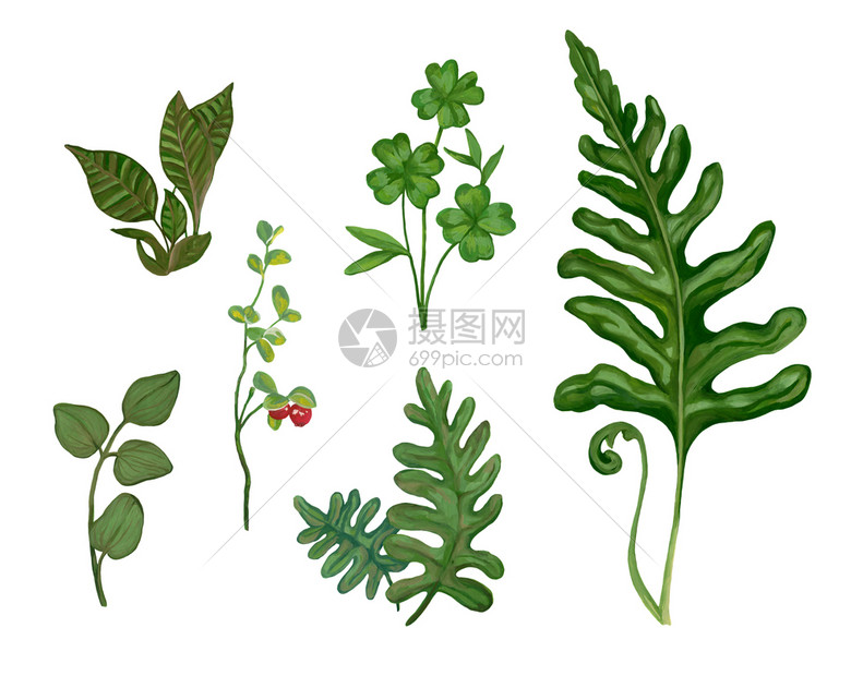 森林Acrylic实事求是地绘制植物草图在白色背景上孤立的植物草图设计中的Drawn元素蕨类夏天图片