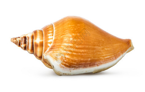 棕色螺旋贝壳在白背景上被孤立棕色螺旋贝壳甲类动物老的有色图片