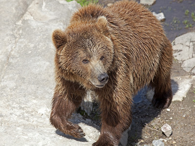 水边的棕熊约根森洗澡温暖的图片