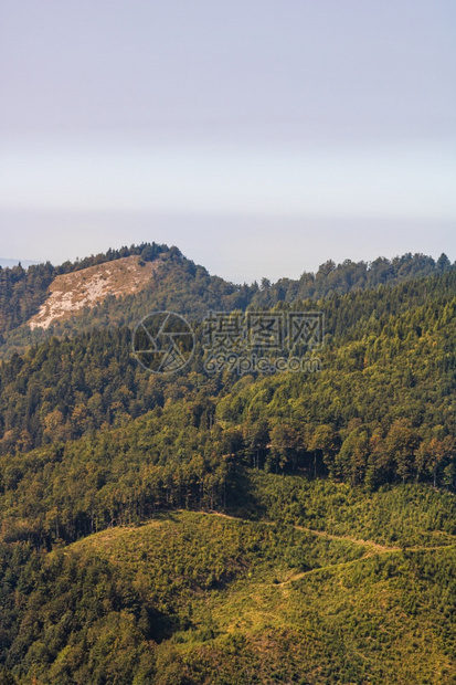 绿色夏天草地罗马尼亚比霍尔高山草原的美丽自然和青山林地绿景观图片