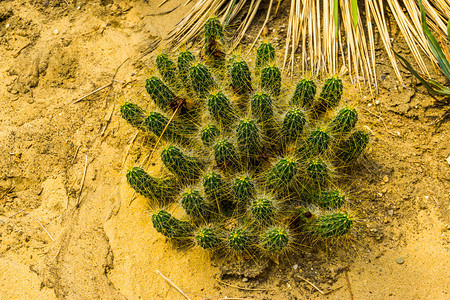 由美洲热带植物种大脊椎组成的型群集仙人掌的紧闭绿色干旱沙漠图片