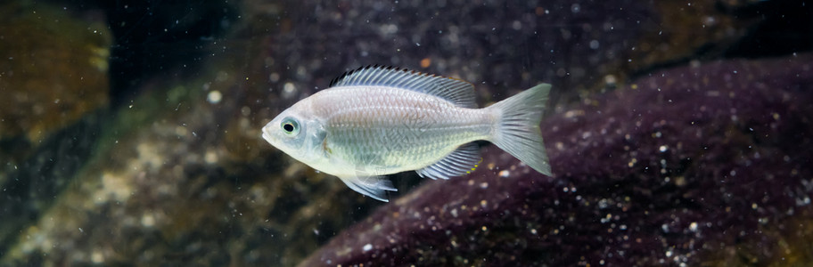 异国情调白色的闪亮以的银色马拉维湖热带水族馆宠物图片