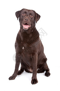 朋友巧克力拉布多猎犬狗巧克力拉布多猎犬狗坐在白色背景上孤立宠物国内的图片